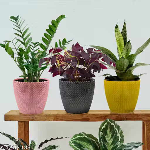 White Indoor Flower Pots (Pack of 5) 6 inch